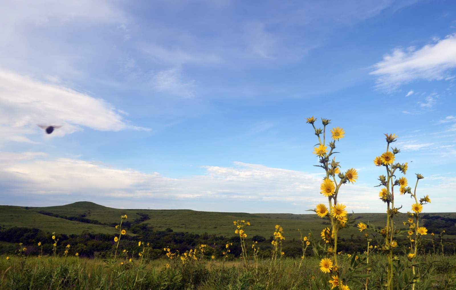 Seasonal Allergies: Why must we suffer?