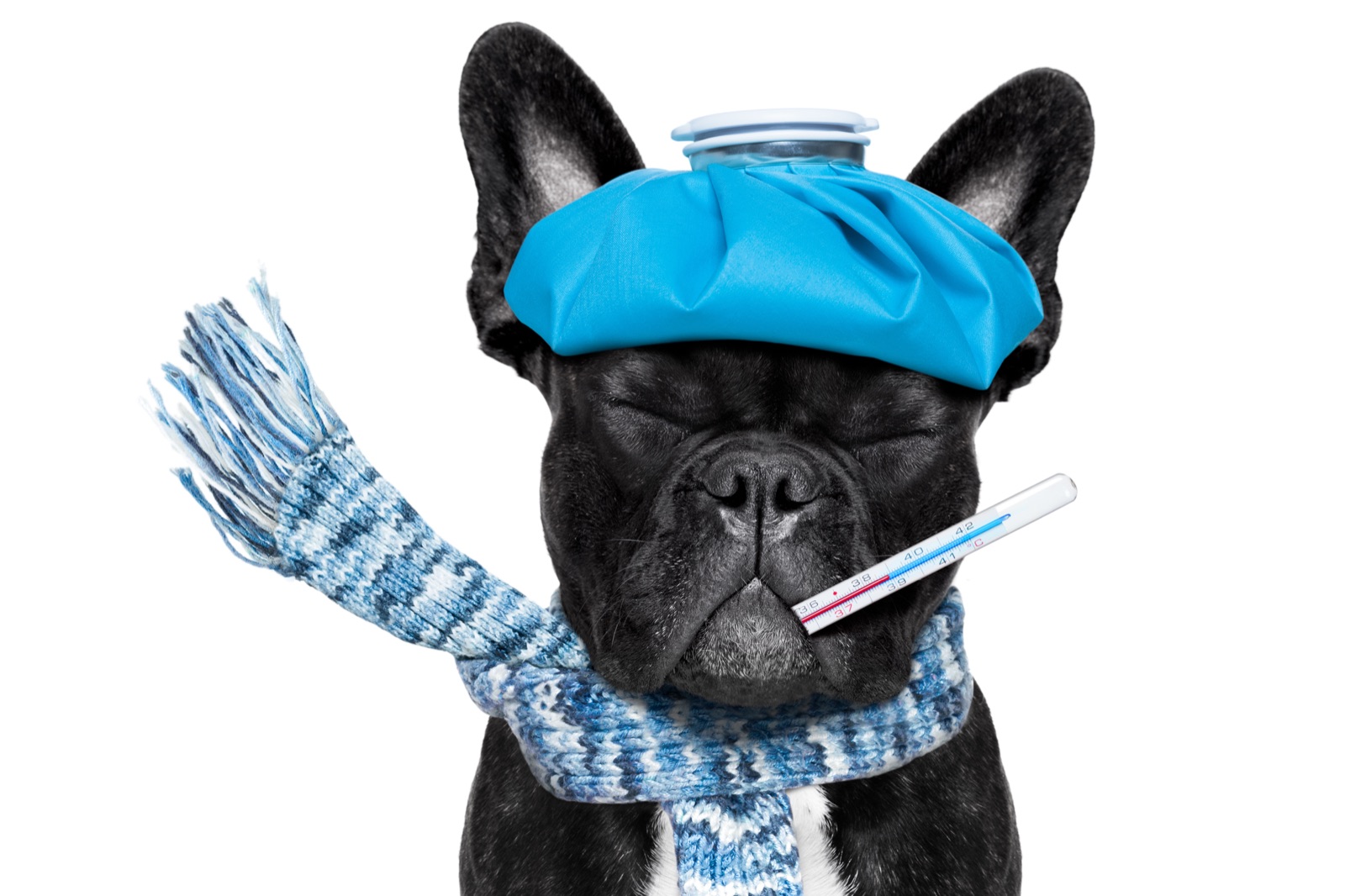 Will An Antibiotic Cure My Cold?